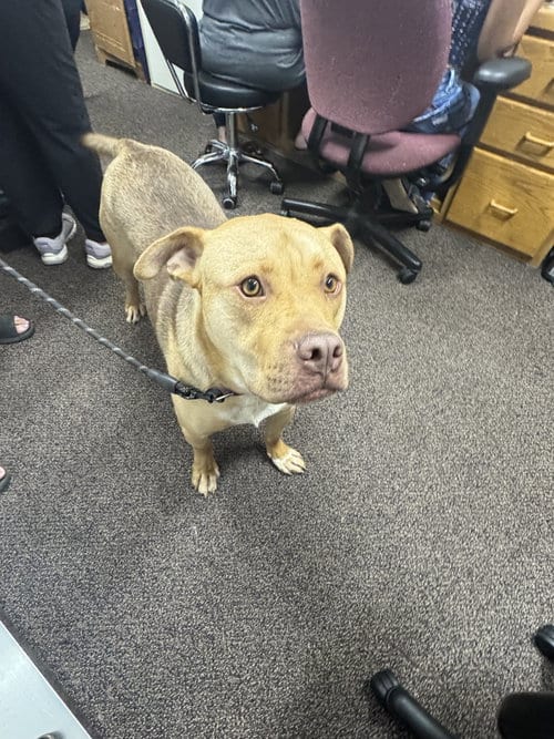 Photo of Kootenay, adoptable Shepherd in Brooklyn Center, Minnesota