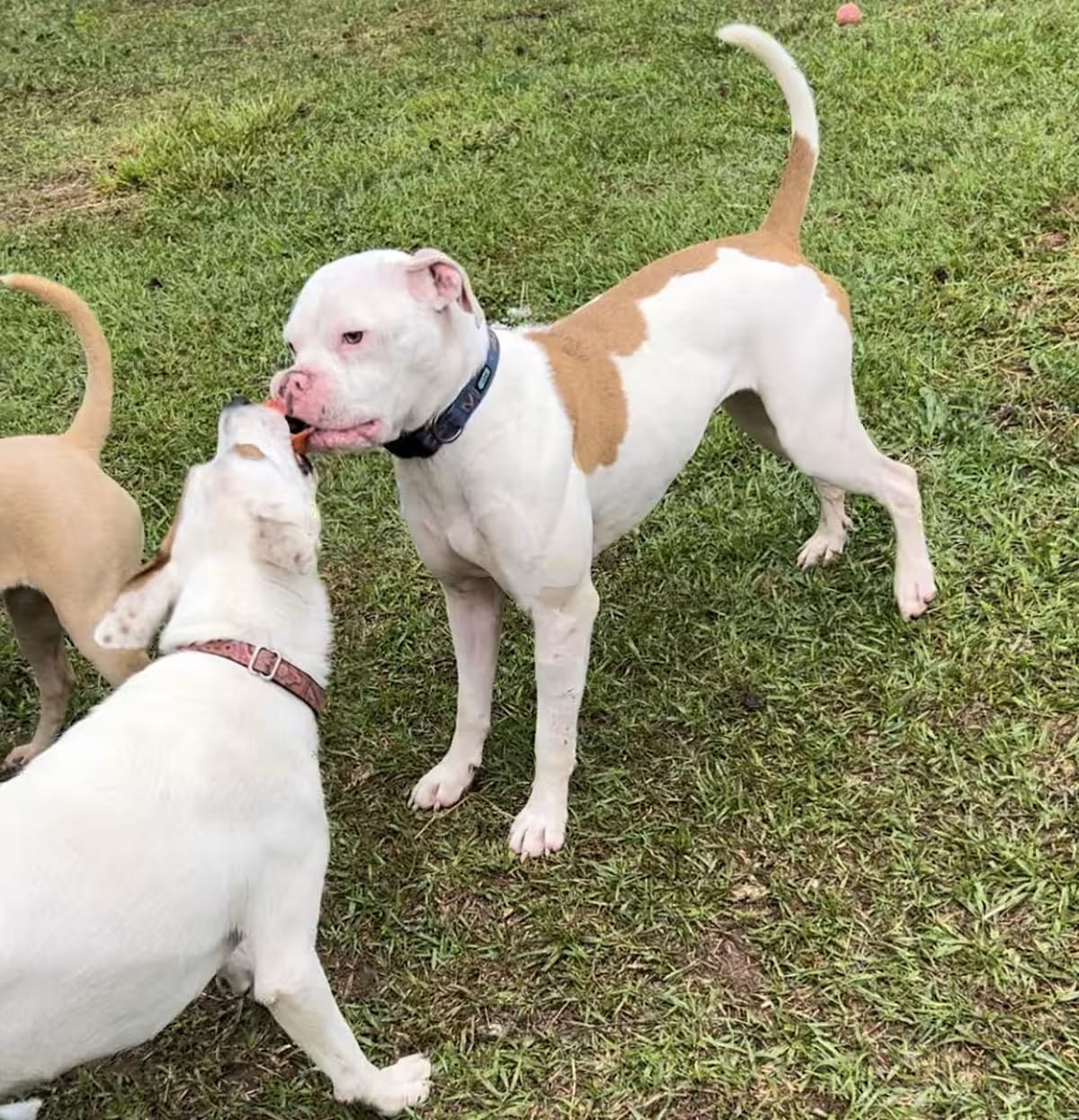Photo of Betty White, adoptable Boxer in Zebulon, Georgia