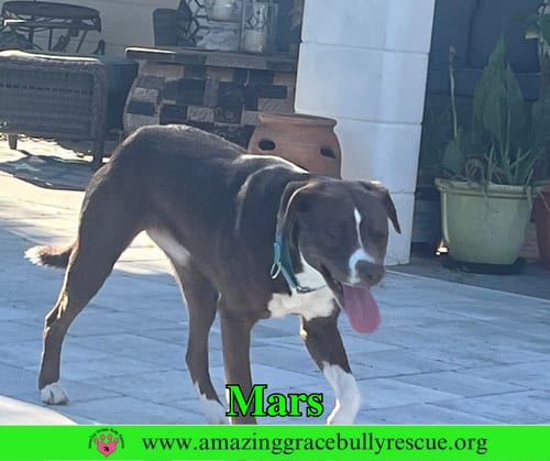 Photo of Mars, adoptable Terrier in Milton, Florida
