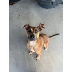 Photo of Marshall, adoptable American Pit Bull Terrier in Baton Rouge, Louisiana