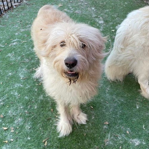 Photo of Zeeko, adoptable Great Pyrenees in Whitewright, Texas