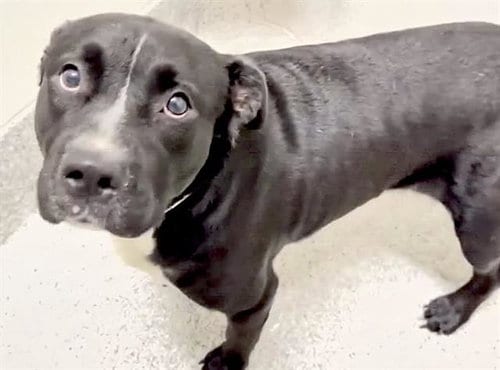 Photo of Reggie, adoptable Labrador Retriever in Houston, Texas