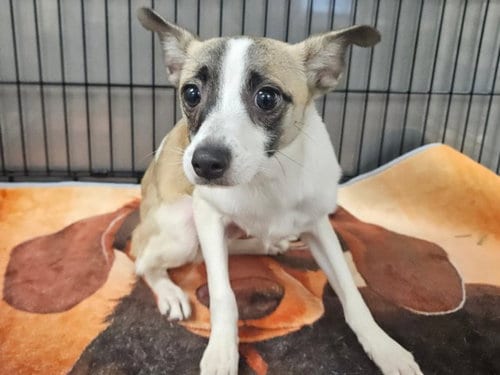 Photo of Callisto, adoptable Chihuahua in Van Nuys, California