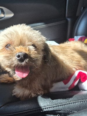 Photo of Elvira, adoptable Lhasa Apso in St. Cloud, Florida