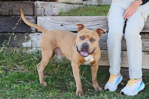 Photo of Mateo, adoptable American Staffordshire Terrier in Albuquerque, New Mexico