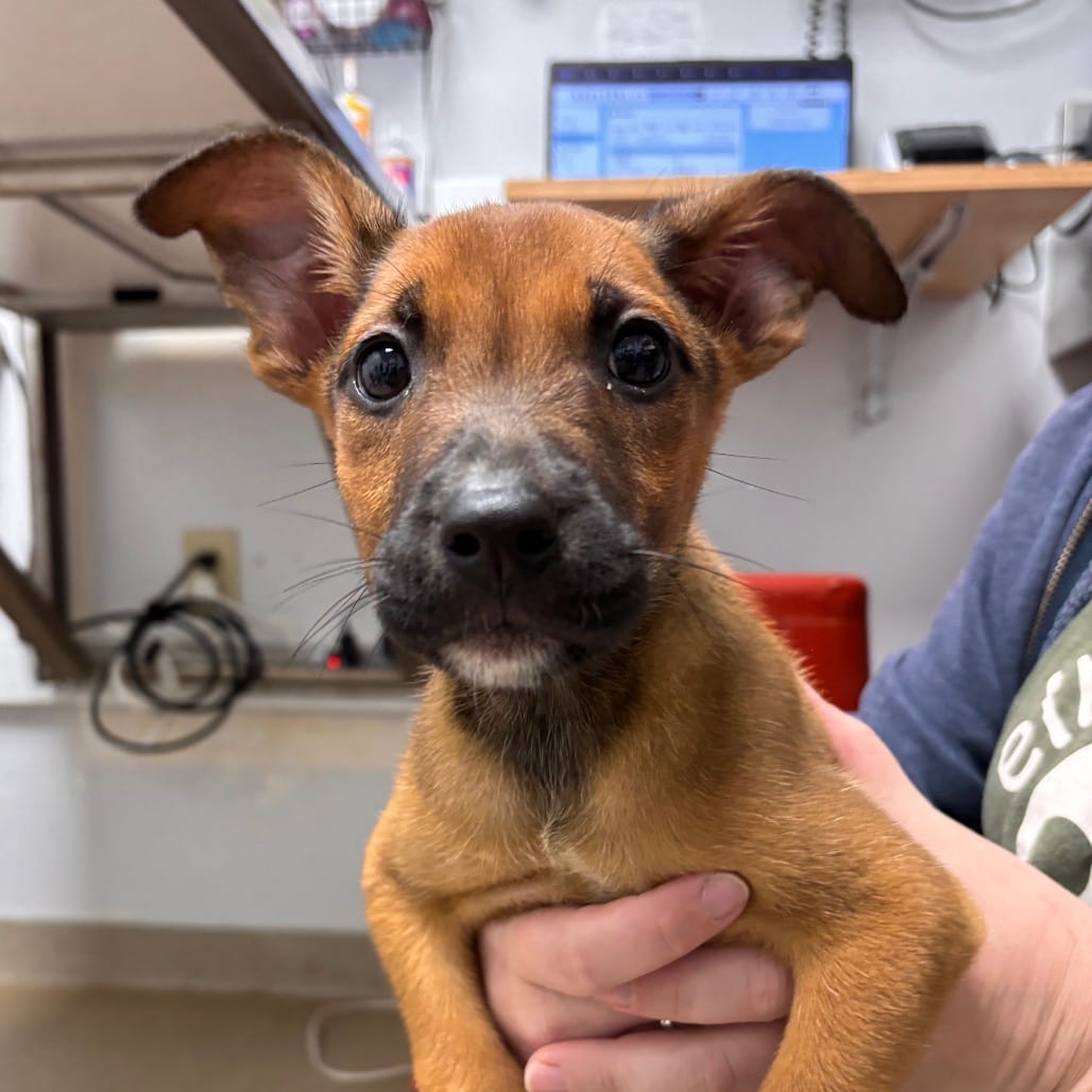 Photo of Abby, adoptable Terrier in Brookfield, Wisconsin