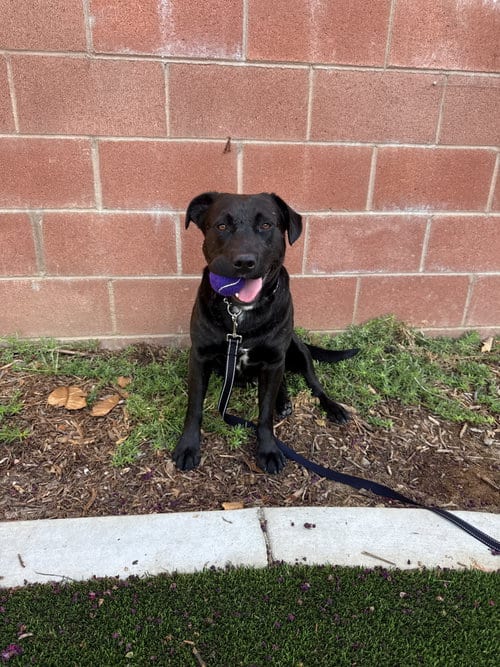 Photo of Kennedy, adoptable Labrador Retriever in San Diego, California