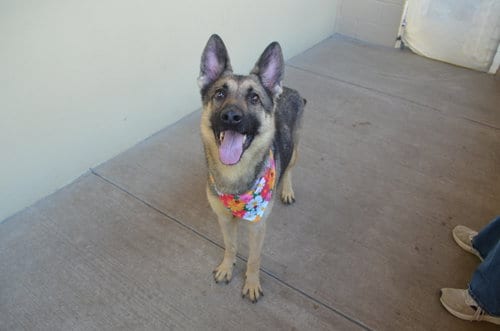 Photo of Frazzle, adoptable German Shepherd Dog in McKinney, Texas