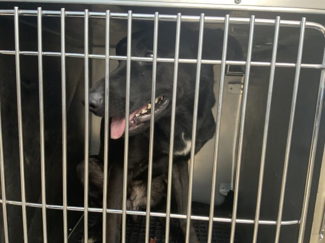 Photo of Bear, adoptable German Shepherd Dog in Chicago, Illinois