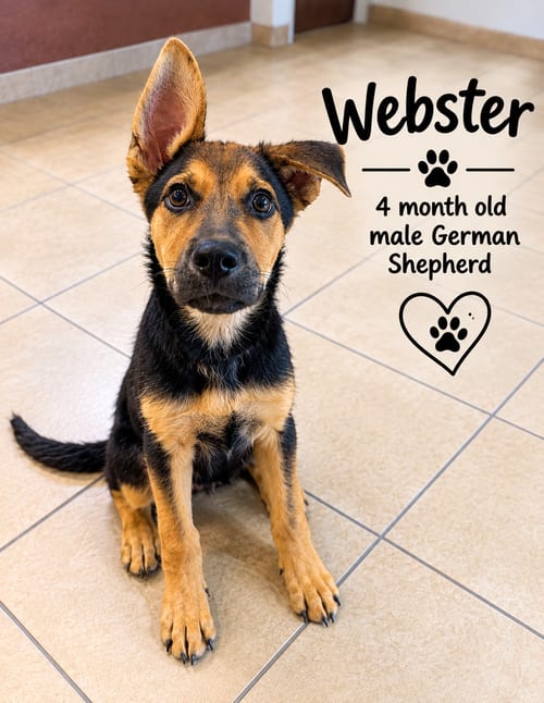 Photo of Webster – 4 Month Male German Shepherd, adoptable German Shepherd Dog in Mesa, Arizona