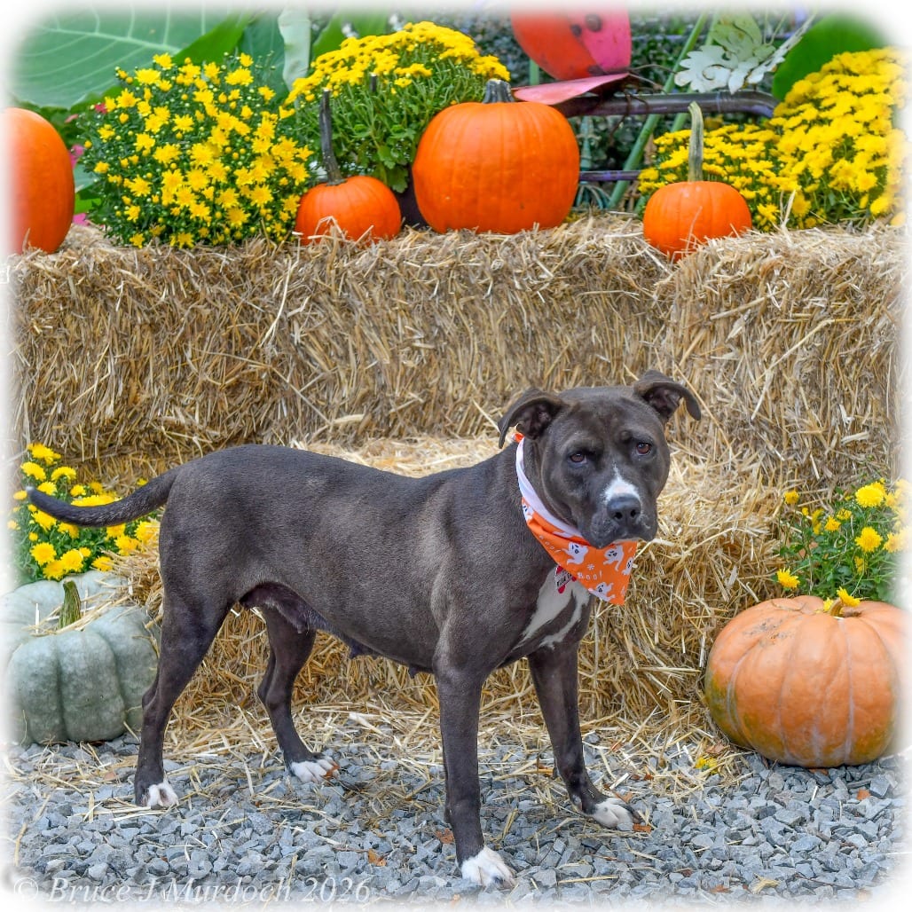 Photo of Billie Eilish, adoptable Terrier, Pit Bull in Wake Forest, North Carolina