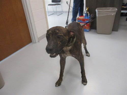 Photo of Bowie, adoptable Plott Hound in Ocala, Florida