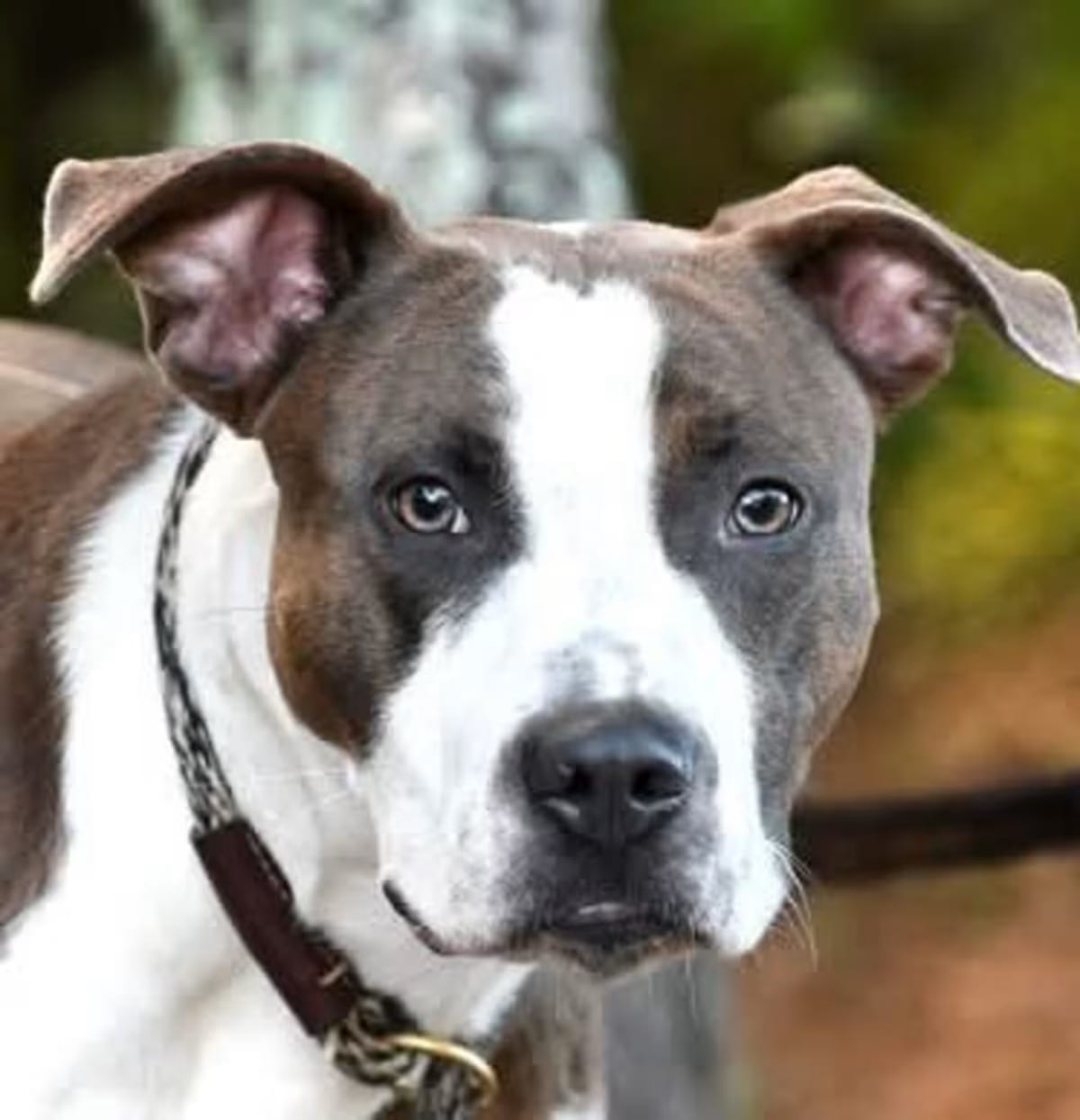 Photo of Tiger Walton, adoptable American Bulldog in Roswell, Georgia