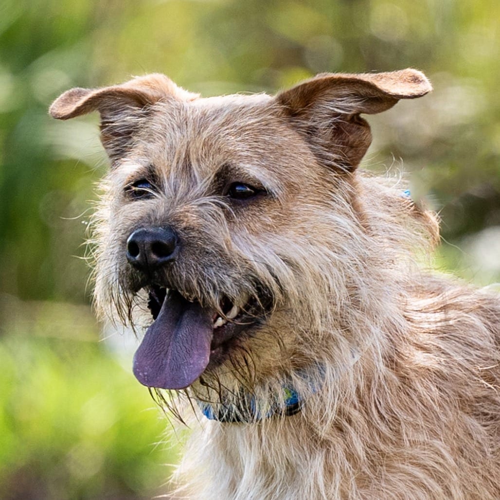 Photo of Brutus, adoptable Chow Chow / Mix in Council Bluffs, Iowa