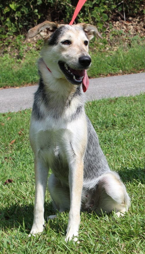 Photo of Sadie 42953, adoptable Husky in Prattville, Alabama