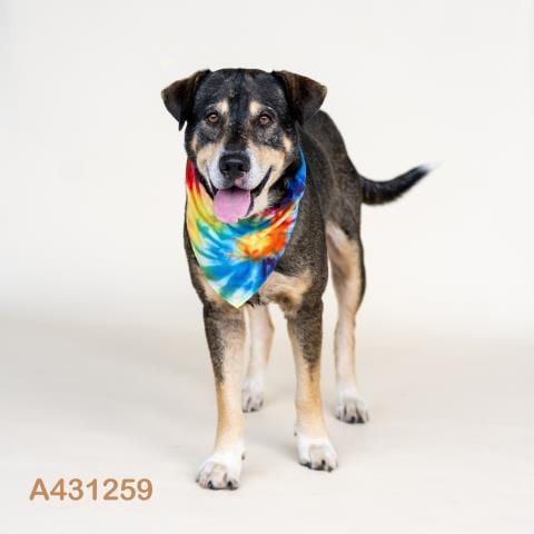 Photo of Rio, adoptable German Shepherd Dog in Conroe, Texas