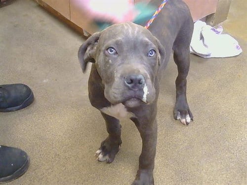 Photo of Tiny, adoptable Cane Corso Mastiff in Sacramento, California
