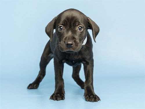 Photo of Faith, adoptable Labrador Retriever in Phoenix, Arizona