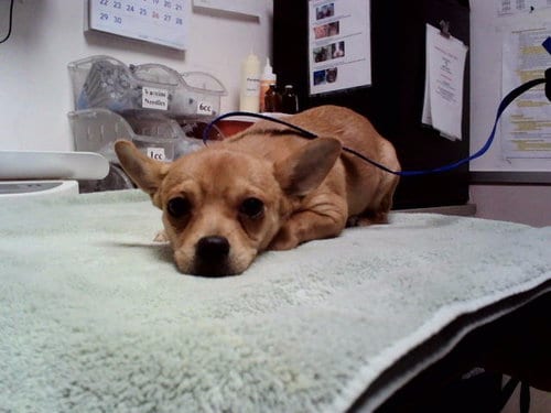 Photo of Prawn, adoptable Chihuahua in Martinez, California