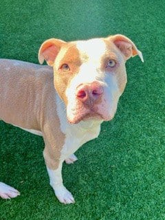 Photo of Rocky, adoptable Pit Bull Terrier in Dallas, Texas