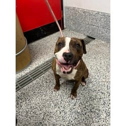 Photo of Eleanor, adoptable Mixed Breed (Medium) in Georgetown, Delaware
