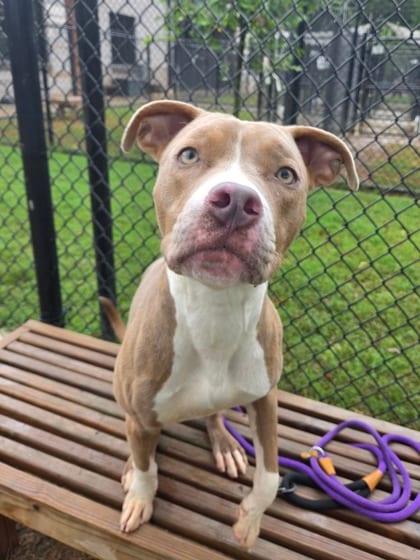 Photo of Ching, adoptable dog in Atlanta, Georgia