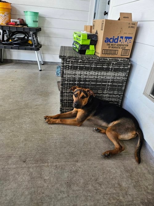 Photo of Mac, adoptable Terrier in Abbeville, Louisiana