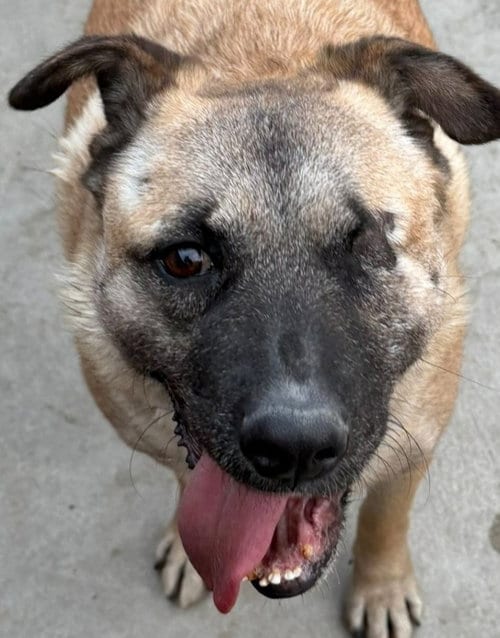 Photo of Evee, adoptable German Shepherd Dog in Lake Forest, California