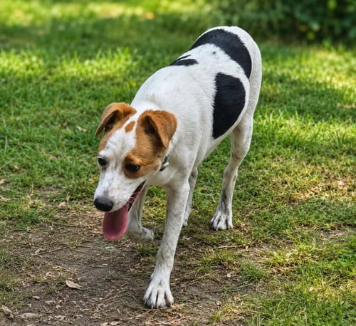 Photo of Benji-playful boy, adoptable Beagle in Oakhurst, New Jersey