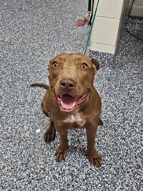 Photo of Rosie, adoptable Pit Bull Terrier in Thousand Palms, California