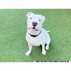 Photo of Shiro, adoptable Mixed Breed (Medium) in West Palm Beach, Florida