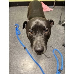 Photo of Krystal, adoptable Labrador Retriever in Roseville, California