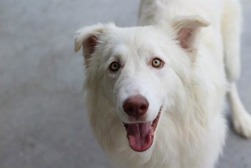 Photo of Yawen, adoptable Great Pyrenees in Grand Prairie, Texas