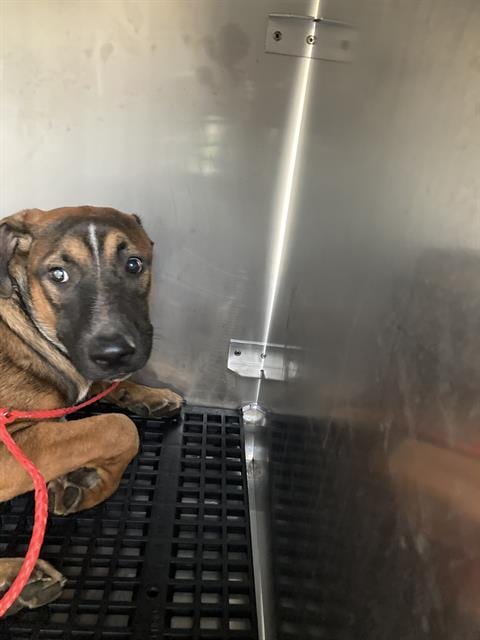 Photo of Biggie, adoptable Mixed Breed