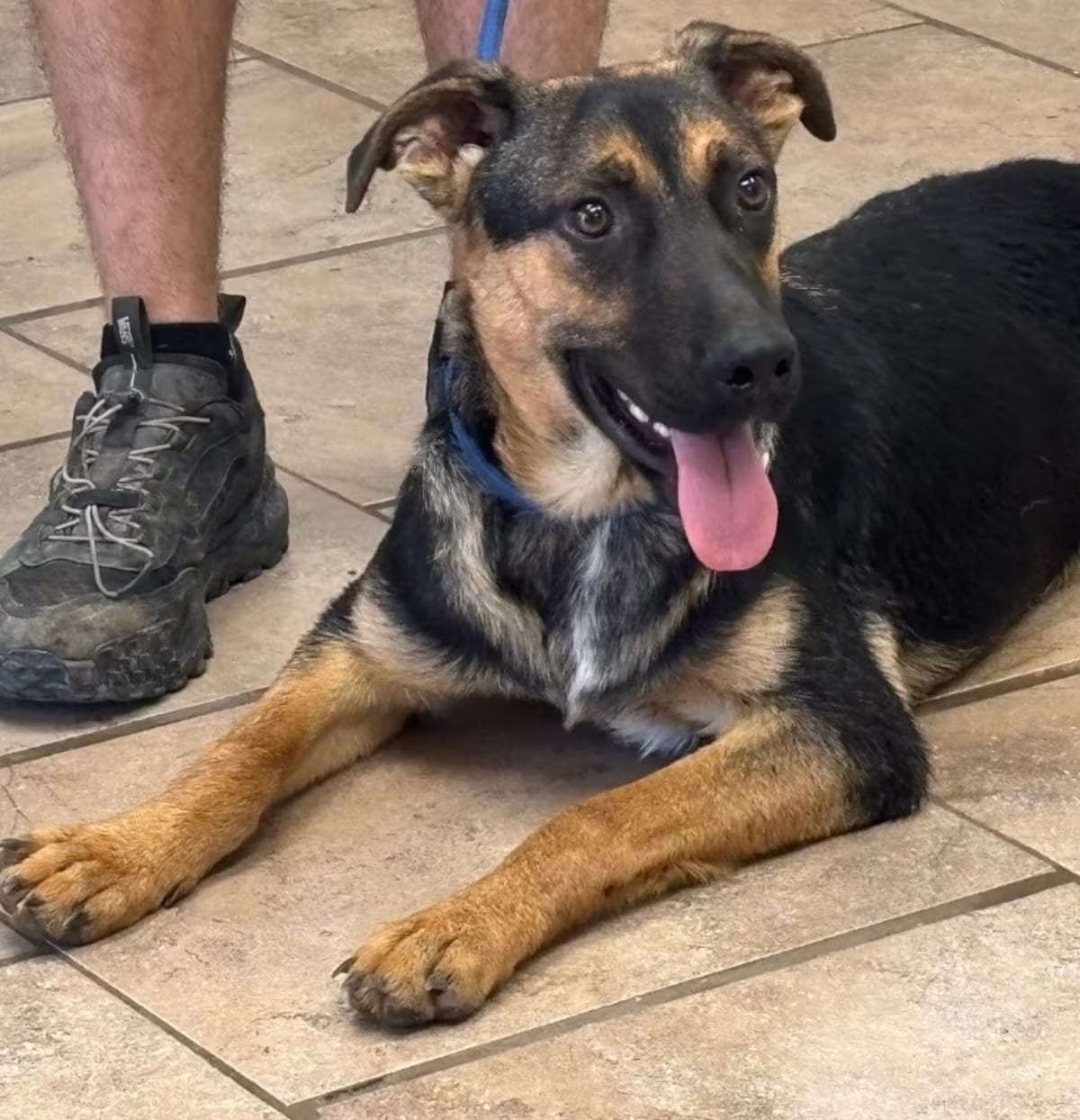 Photo of Mickey, adoptable German Shepherd Dog in Batesville, Arkansas