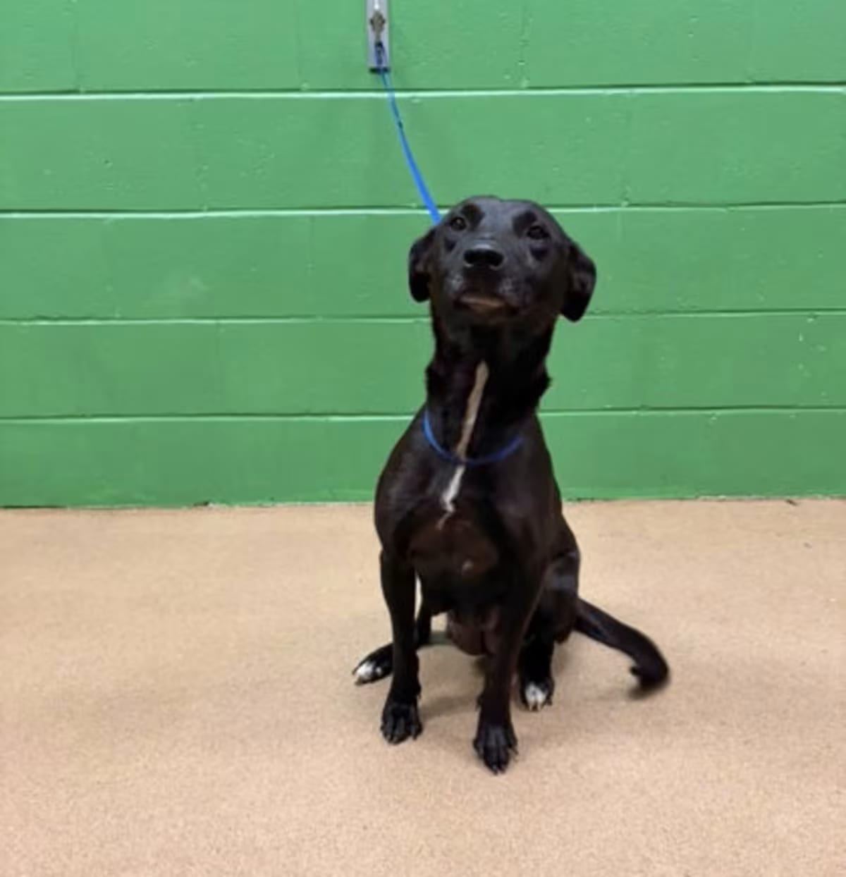 Photo of Mystic, adoptable Golden Retriever in Anderson, South Carolina