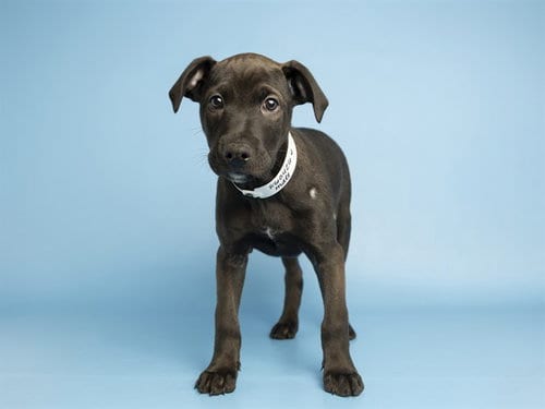 Photo of Frankie, adoptable Australian Cattle Dog/Blue Heeler in Phoenix, Arizona