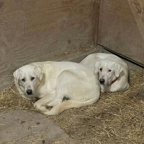 Photo of McKinney, adoptable Akbash in Whitewright, Texas