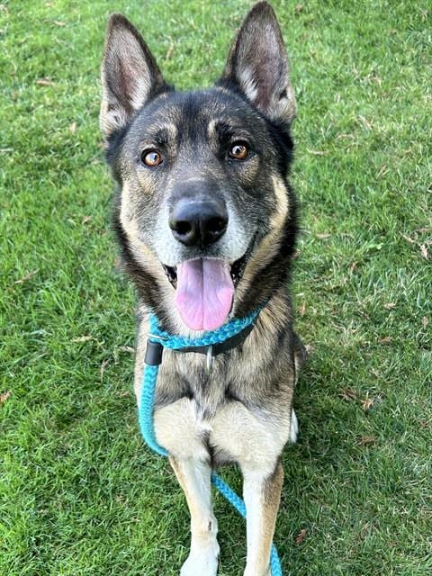 Photo of Gendo, adoptable German Shepherd Dog in Sacramento, California