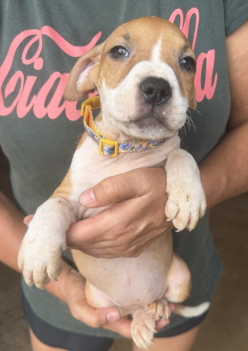 Photo of Swayze, adoptable Unknown breed (short coat) in Jackson, Mississippi