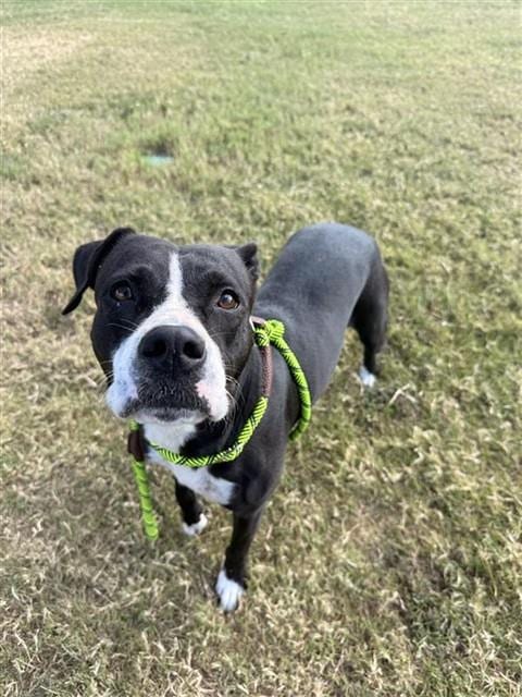 Photo of Twix, adoptable American Pit Bull Terrier in Corpus Christi, Texas