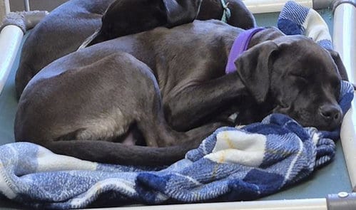 Photo of Gazelle, adoptable Pit Bull Terrier in Decatur, Illinois
