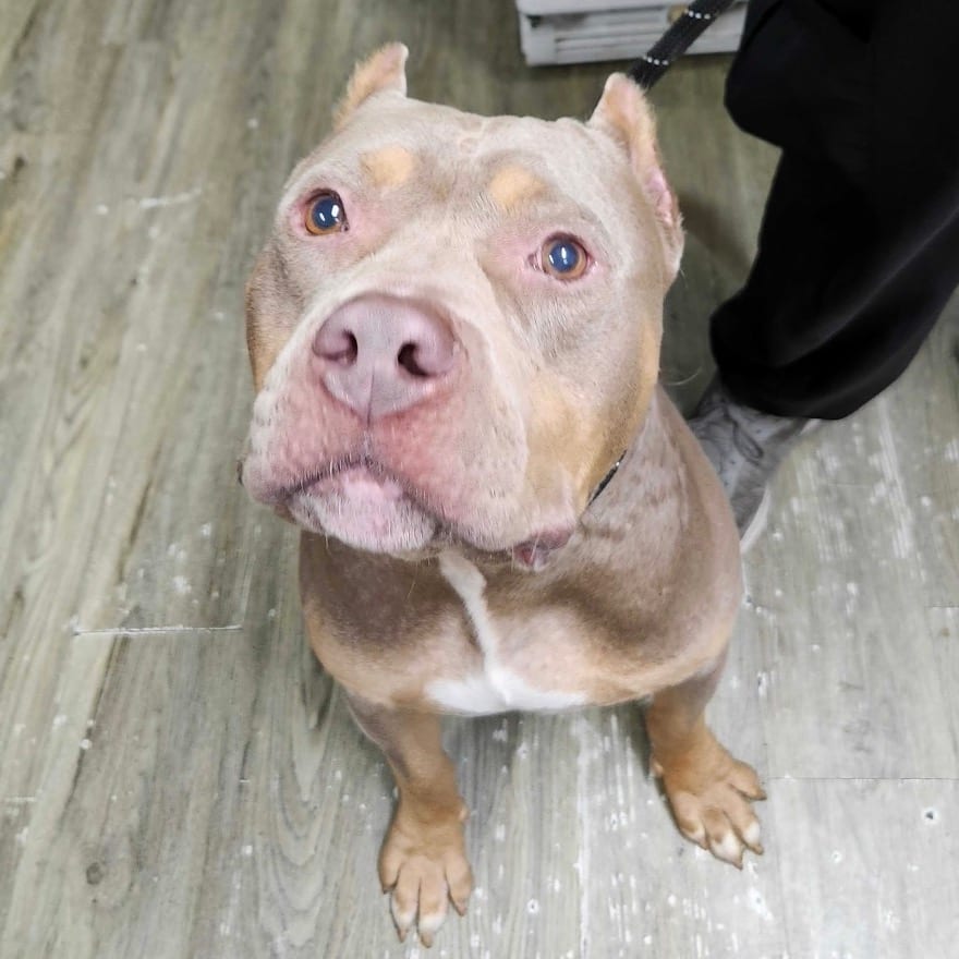 Photo of Nino, adoptable Mixed Breed (Large) in Summerville, South Carolina