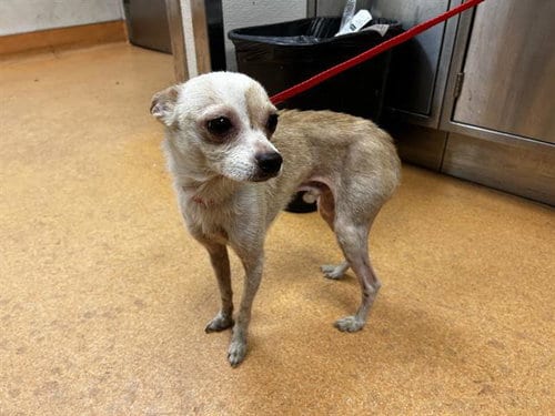 Photo of Yoda, adoptable Chihuahua in Martinez, California