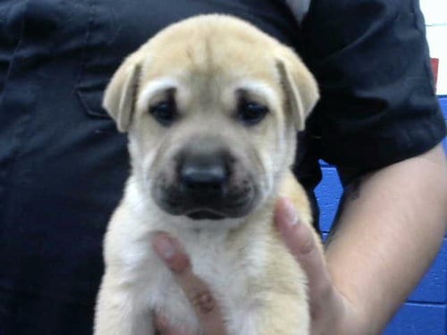 Photo of Yogi, adoptable Chinese Shar-Pei in Albuquerque, New Mexico