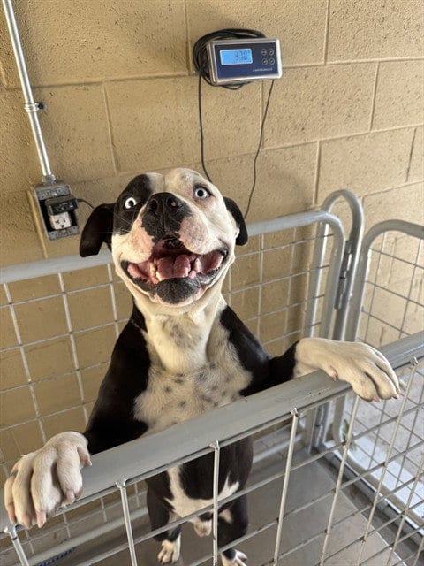 Photo of Draco, adoptable Boxer in Bakersfield, California