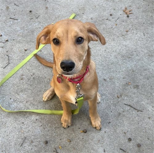 Photo of Benson, adoptable Labrador Retriever in Boston, Massachusetts