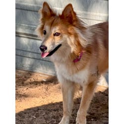 Photo of MJ, adoptable Collie in Fresno, California
