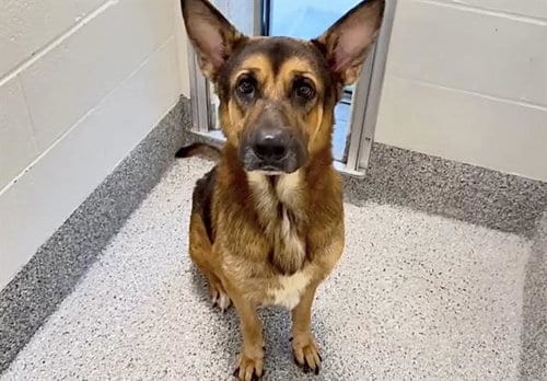 Photo of Goose, adoptable Belgian Shepherd Malinois in Houston, Texas