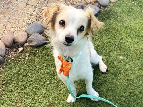 Photo of Jimmy Bean, adoptable Chihuahua in Phoenix, Arizona